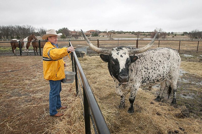 Eddie Deen, owner of Eddie Deen & Co. Catering, feeds George Dubya, a Texas Longhorn steer, on Friday at his home in Terrell, Texas. Deen is providing the barbecue for Texas Gov.-elect Greg Abbott’s inaugural celebration. 