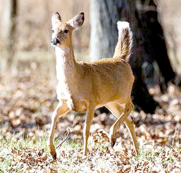 COURTESY PHOTO A Missouri whitetail roams in the woods.