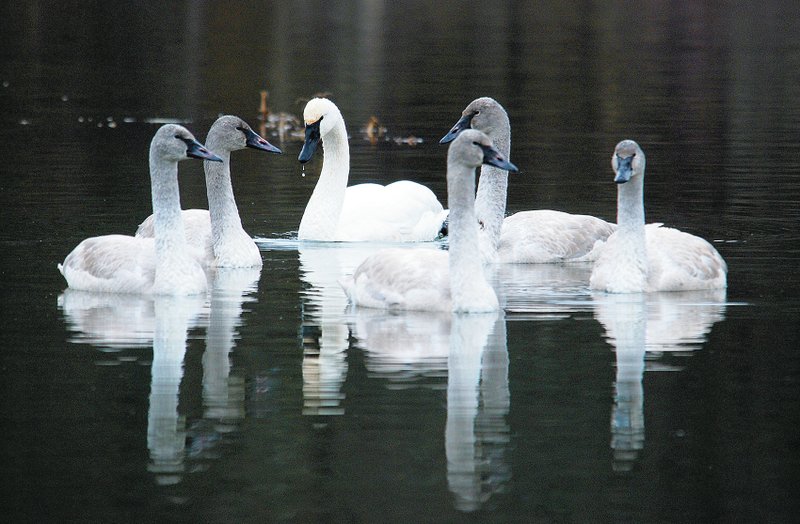 Photo by Terry Stanfill A family of trumpeter swans paid a visit to Siloam Springs City Lake on Sunday. The large federally-protected swans are an unusual sight in northwest Arkansas and their appearance on the waters of City Lake show the value of the lake for native wildlife, including endangered and federally-protected species. Trumpeter swans have been brought back from the brink of extinction and shallow lakes like Siloam Springs City Lake are a favorite of the large swans.