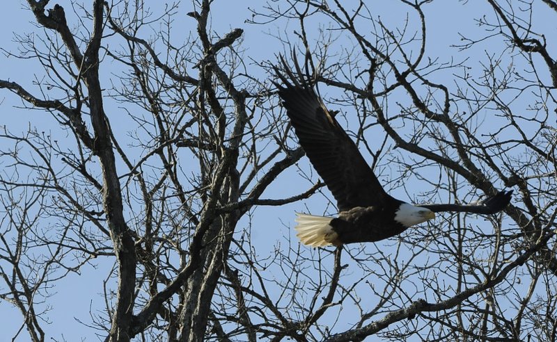 A bald eagle takes flight from shoreline trees at Beaver Lake Jan. 6 during the annual eagle count conducted at the lake by the Army Corps of Engineers. The effort is part of a nationwide count to keep tabs on number of bald eagles.