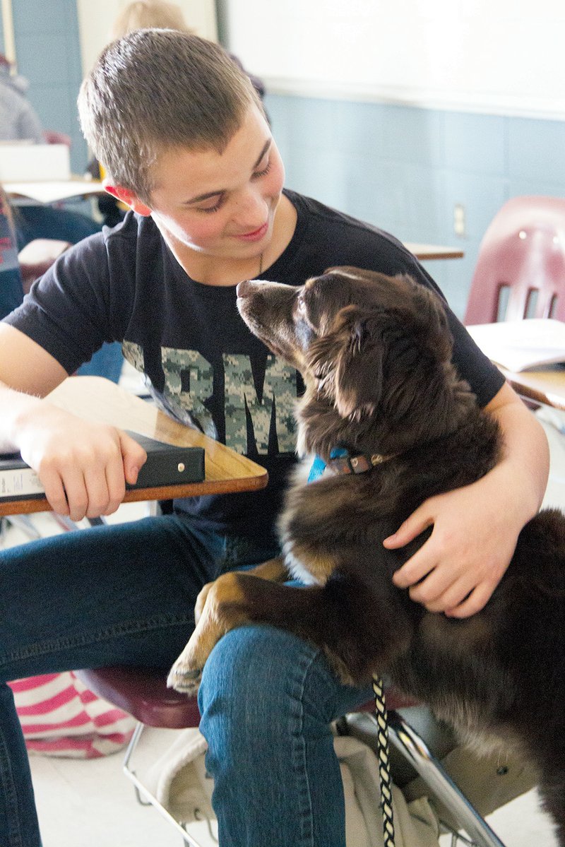 Sinatra starts to get in Tyler McCready’s lap during geometry class at Rose Bud High School. Tyler originally thought Sinatra was just being playful, but Tyler tested his blood sugar a few minutes later and found it was outside the normal range.
