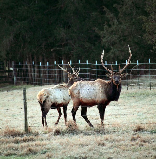 Arkansas elk Hot Springs Sentinel Record