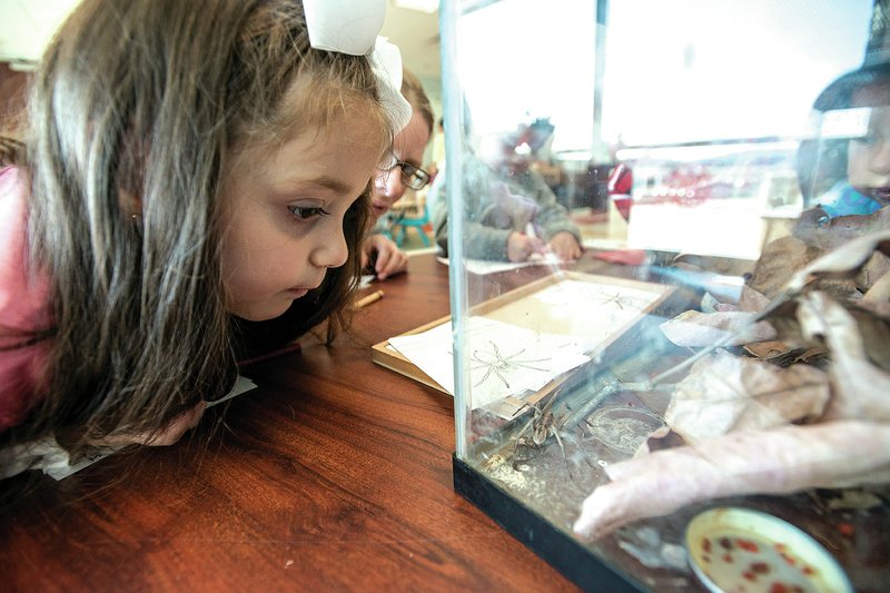 NWA Democrat-Gazette/ANTHONY REYES &#8226; @NWATONYR Lillian Benitez, a primary student at Ozark Montessori Academy looks Thursday at a wolf spider in an observation tank at the Ozark Montessori Academy at the Jones Center in Springdale. The students have had several creatures they have learned about inside the tank. The spider is used to teach about insects. The academy is opening a Montessori school for kindergarten through eighth-graders and is accepting applications until April.