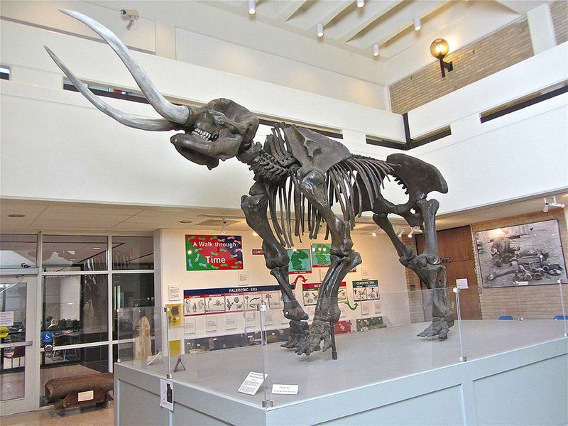 Arkansas State University Museum in Jonesboro exhibits a replica skeleton of a prehistoric North American mastodon. 