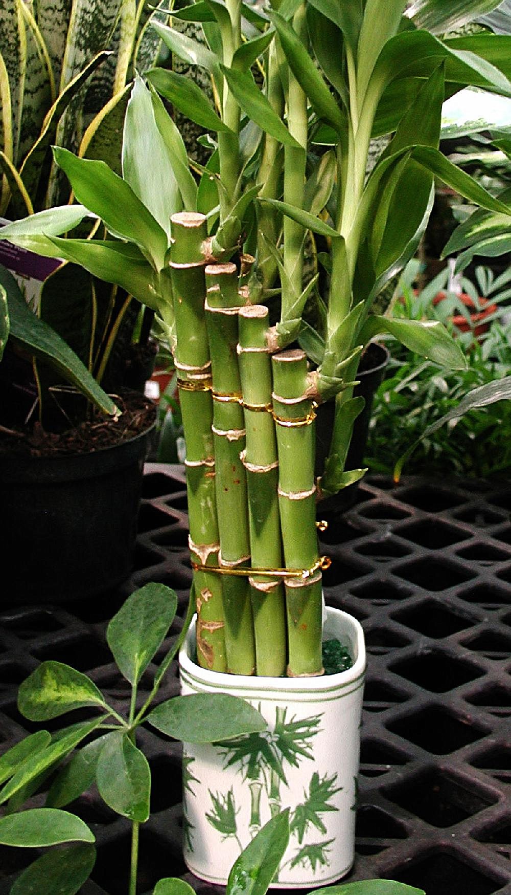 Lucky 'bamboo' is favorable feng shui | Northwest Arkansas Democrat-Gazette