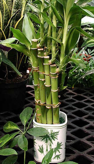 Lucky 'bamboo' is favorable feng shui | Northwest Arkansas Democrat-Gazette