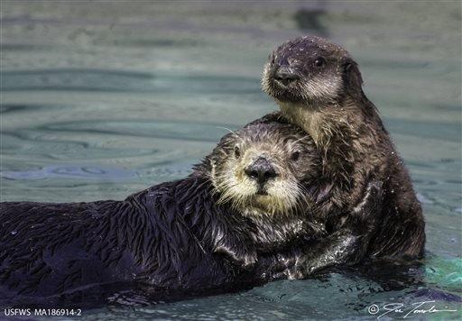 The Associated Press MIRACLE OF LIFE: In this Jan. 21 photo provided by the wildlife biologist Joe Tomoleoni, a Southern sea otter mother and her pup play together at the University of California, Santa Cruz Long Marine Laboratory pool in Santa Cruz, Calif. 