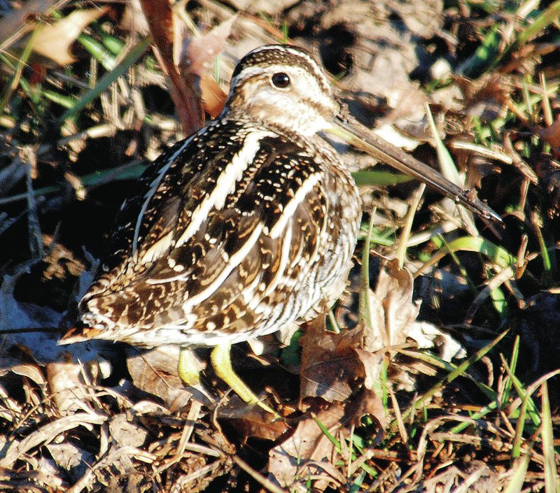 Photo by Terry Stanfill A Wilson&#8217;s snipe is partially camouflaged along the shores of SWEPCO Lake on Monday. Yes, there really are snipes but few convinced to hunt for the birds actually find them.