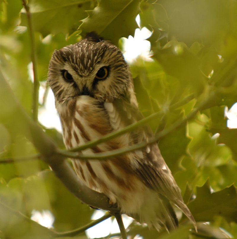A northern saw-whet owl