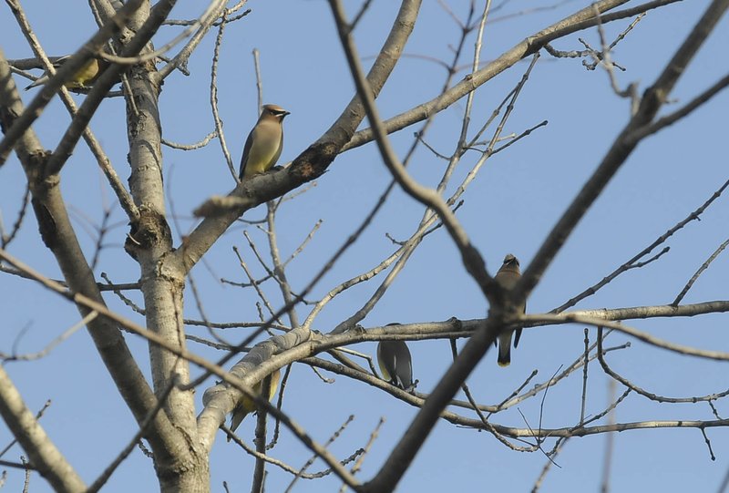 Cedar waxwings offered an up-close view Jan. 17 at Rocky Branch park. 