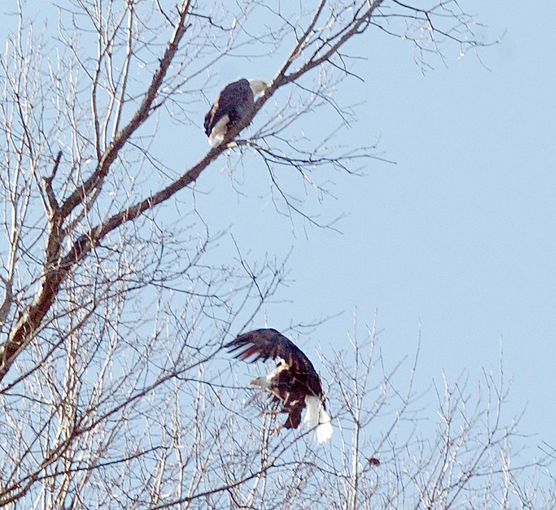 RICK PECK MCDONALD COUNTY PRESS Eagle Day in Stella didn&#8217;t disappoint the large crowd who took advantage of sunny skies and warm temperatures Saturday to get a glimpse of the national bird. About 50 were spotted within a few miles of town.