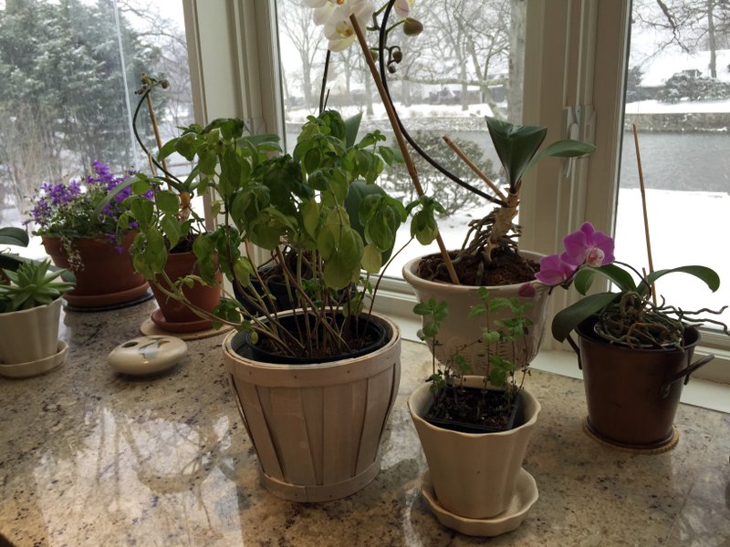 Thriving indoors: A basil plant, center, and mint plant, front right, grow in a kitchen window during a blizzard in Larchmont, N.Y. Indoor herb gardens add a feeling of warmth during the cold winter months when days are short.