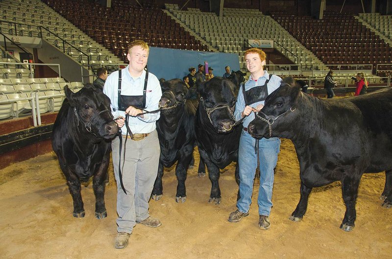 Wyatt Mosher, left, and his brother, Colte Mosher, show some of their Limousin and Lim-Flex cattle at the 2014 Arkansas State Fair.