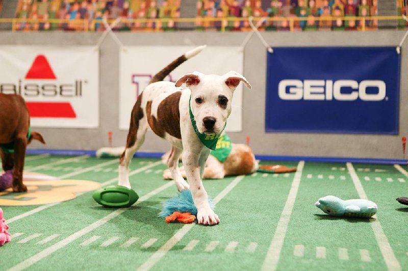 The Puppy Bowl XI Cable offers adorable alternatives to the Super Bowl