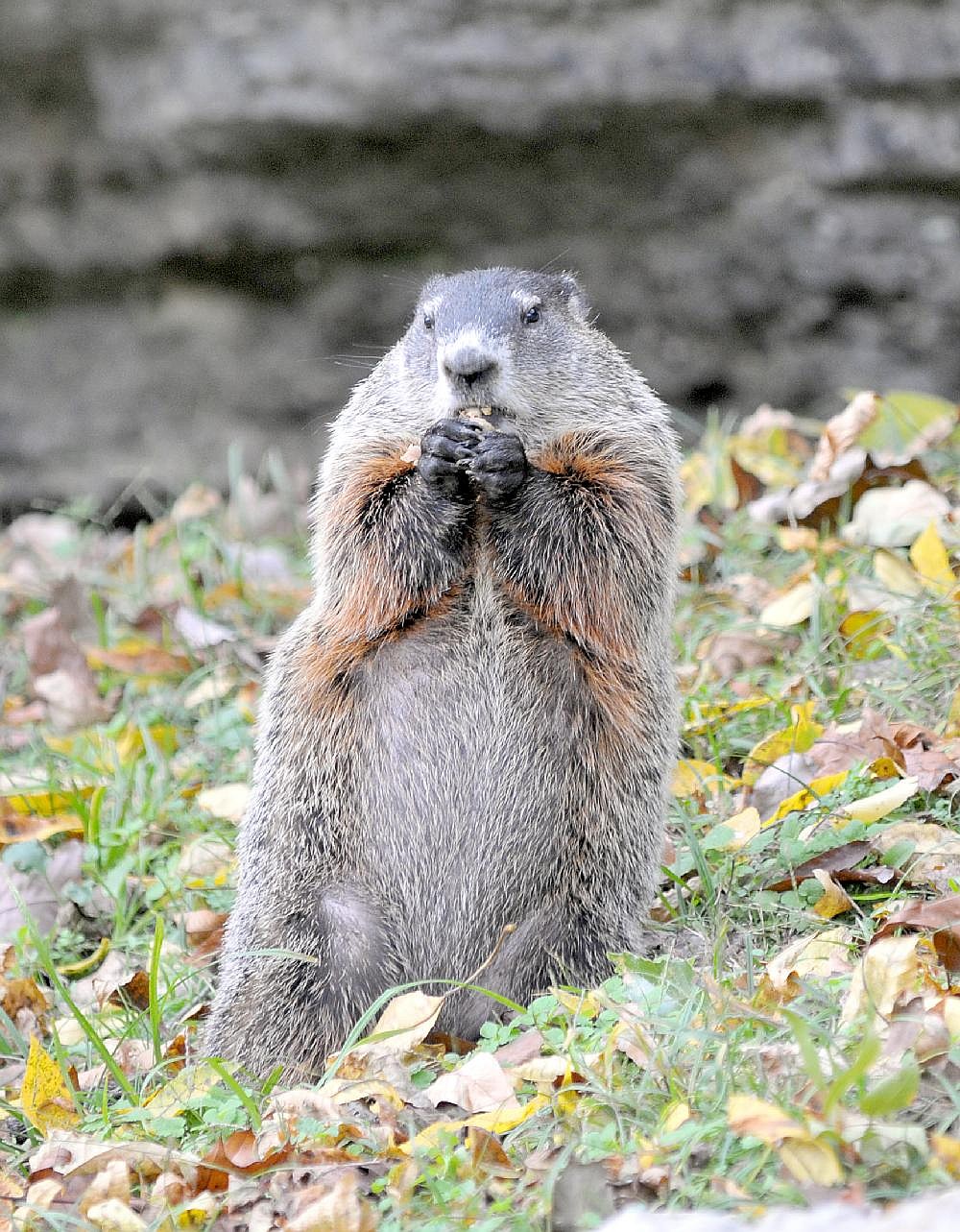Jointly toasting general, weather rodent a fine idea | Northwest ...