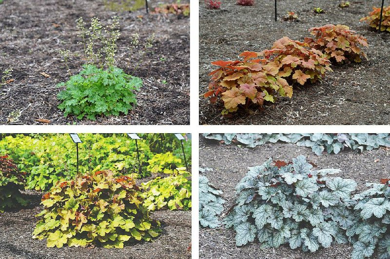 There is a lot of variation in coral bells: top left, Apple Crisp top right, Southern Comfort; bottom left, Caramel; bottom right, Color Dream. Illustrates GARDENING (category l), by Adrian Higgins, (c) 2015, The Washington Post. Moved Thursday, January 22, 2015. (MUST CREDIT: Mt. Cuba Center.)