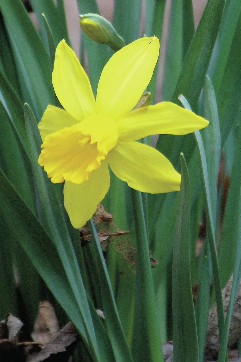 Photo by Terry Stanfill A daffodil was blooming Sunday in Coon Hollow. The early blooms are a reminder that spring is not too far off.