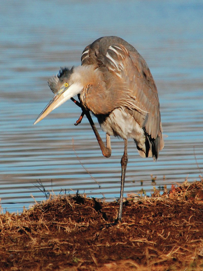 Photo by Terry Stanfill A great blue heron scratches its neck along the edge of the water at Siloam Springs City Lake last week.