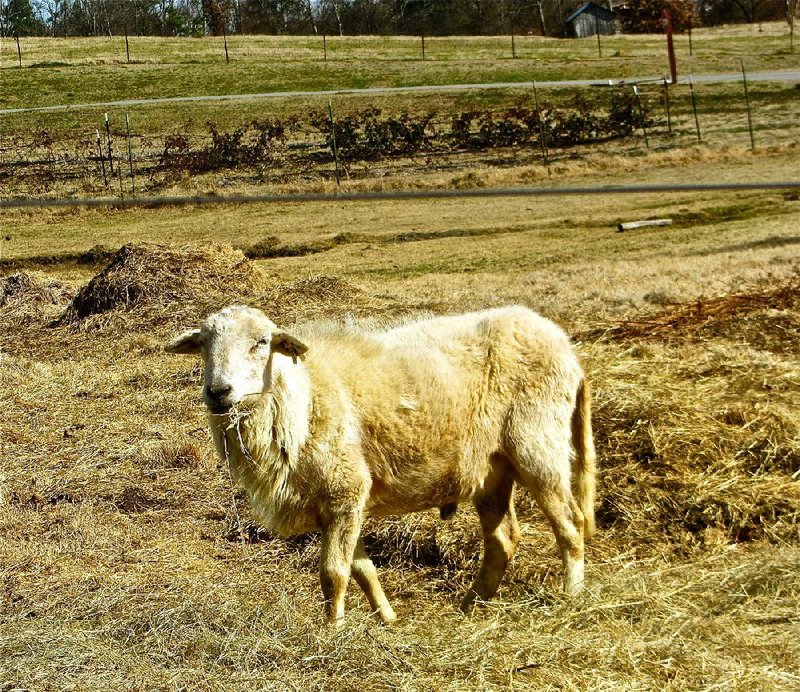 The Katahdin sheep at Heifer Ranch have hair rather than wool. They’re suited to warm climates and raised mainly for meat. 