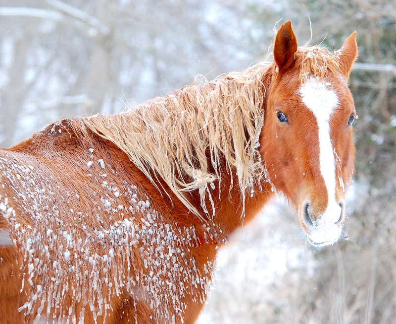 Photo by Terry Stanfill A little ice and snow didn&#8217;t seem to bother this horse out in the brisk morning air on Monday, following an overnight winter storm.