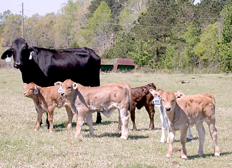 PHOTO COURTESY Less than normal rainfall means that cows and calves will miss out on essential grass grazing this time of year, according to UA Division of Agriculture.