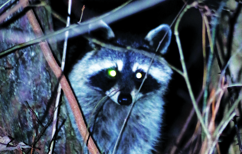 Hunters watch for the golden eyes of raccoons at night.