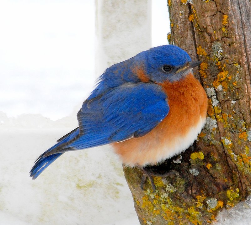 Photo by Terry Stanfill An eastern bluebird braves the snow and ice in the region over the weekend. More is in the forecast.