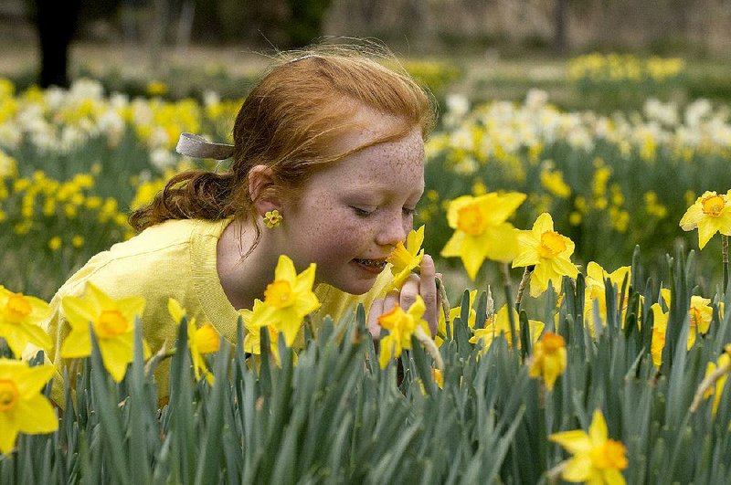 Celebrate the approach of spring with steaks and flowers galore at the annual Camden Daffodil Festival.