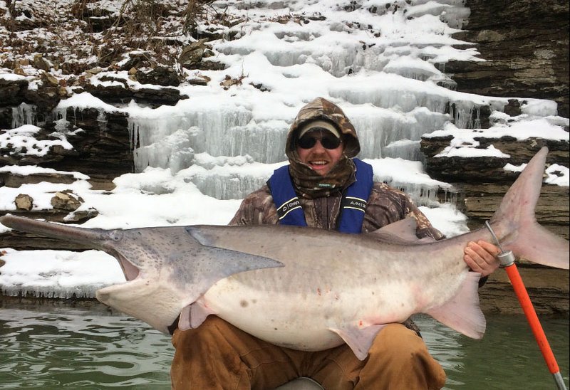With a frozen waterfall behind him, Jessie Wilkes of Springdale shows the 105-pound paddlefish he caught at Beaver Lake on Monday in the White River arm. Wilkes was trolling for walleye when he hooked the paddlefish.