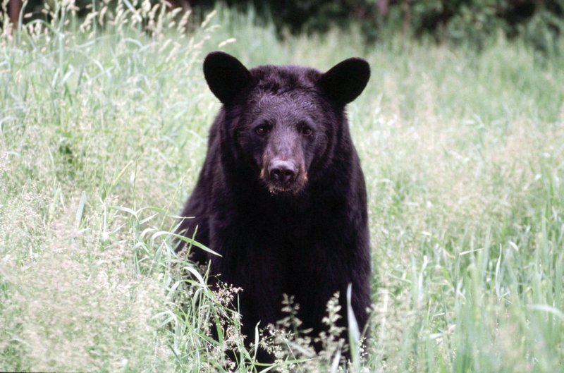 Normally shy and retiring, a sow bear can become dangerous when protecting her cubs.