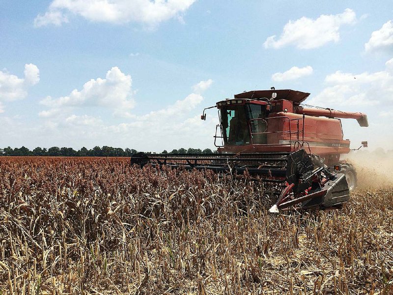 MILO HARVEST -- Combine heads through a field of milo in August 2014. (U of Arkansas System Division of Agriculture photo by Kevin Lawson)Special to the Arkansas Democrat-Gazette - 03/05/2015 -  Combine heads through a field of milo in August 2014. (U of Arkansas System Division of Agriculture photo by Kevin Lawson)             