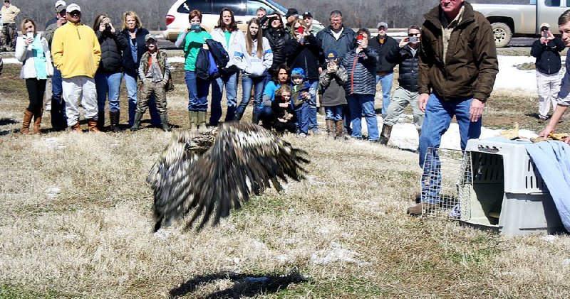 Arkansas Democrat-Gazette/BRYAN HENDRICKS
Sam McBryde of Pine Bluff releases a juvenile bald eagle Saturday at Bayou Meto WMA. McBryde rescued the eagle, which had been shot by a hunter from Sheridan, while duck hunting at Bayou Meto.
