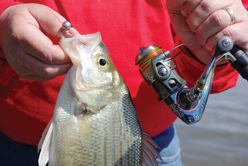 Trolling with jigs or crankbaits is a good way to find and catch fat white bass like this.