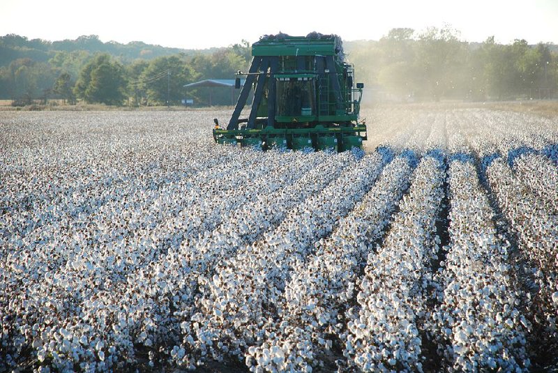 A cotton picker makes its way through a field during harvest. Low commodity prices driven by flat demand and available surpluses are expected to push farmers away from planting cotton in Arkansas and other states. 