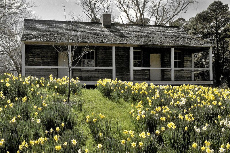 The flowers are in bloom for the annual Jonquil Festival at Historic Washington State Park.