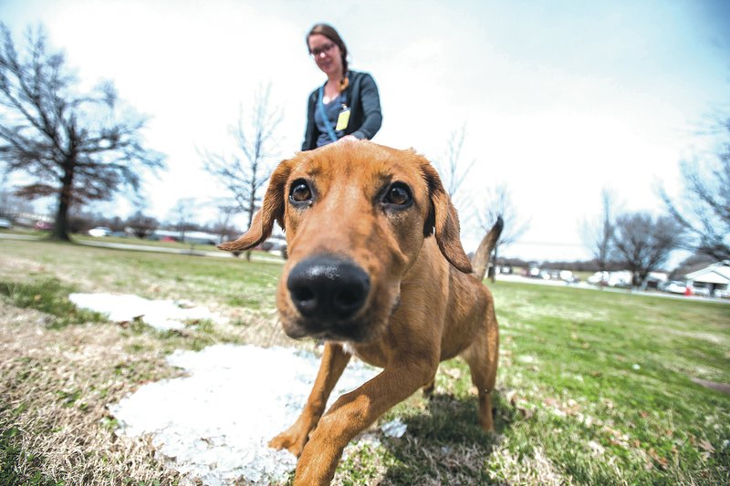  NWA Democrat-Gazette/ANTHONY REYES &#8226; @NWATONYR Paisley, a hound mix, sniffs around a lawn Friday while on a walk with Ally Haram, volunteer with the Springdale Animal Shelter adjacent to the shelter on Randall Wobbe Lane. Haram helps to walk each dog in the shelter to give them some exercise and determine a more accurate view of the animals personality. For photo galleries, go to nwadg.com/photos.