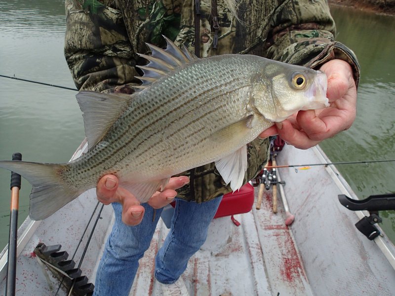 Outdoors: Hard-Fighting White Bass On Run at Beaver Lake