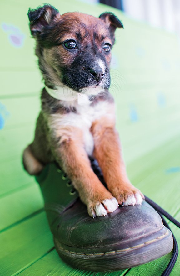 Reba sits in a shoe as the Independence County Humane Society gets ready for the shoe drive that will raise money for the group.