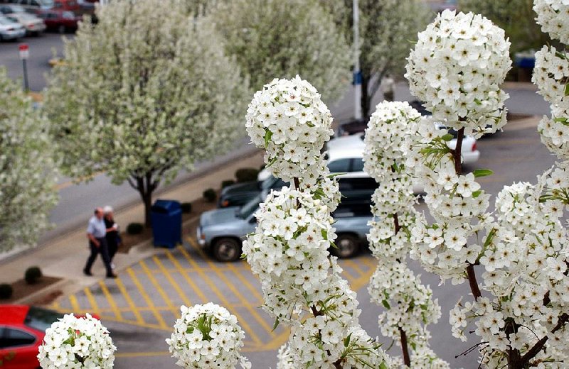 Bradford pears in full bloom bedevil pedestrians seeking escape in Springdale.