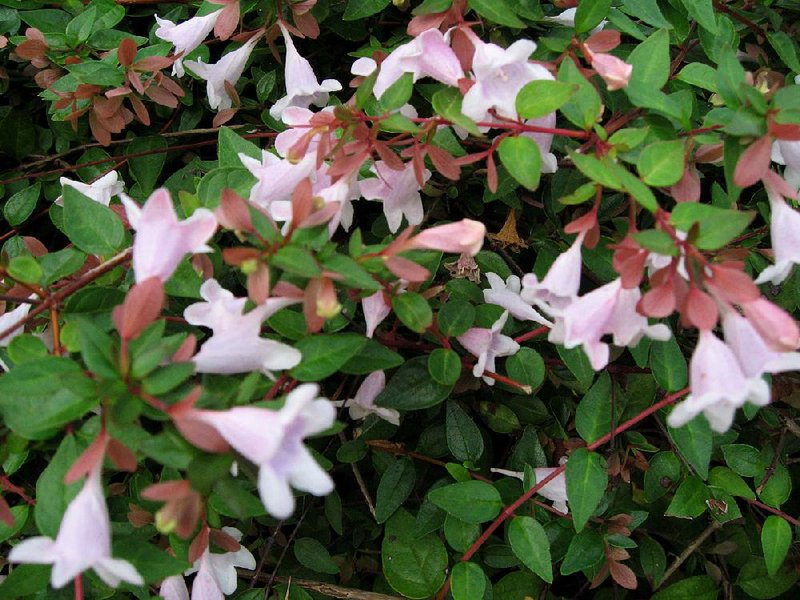 Modern varieties of the low-maintenance flowering shrub abelia include some with tiny pink flowers.
