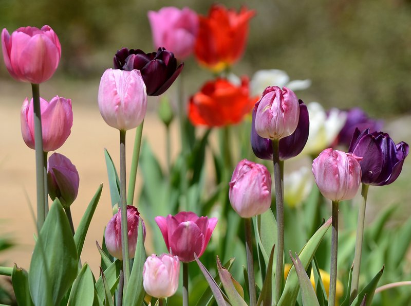 Tulips planted in the garden at the Life Touch John R. Williamson Hospice House are in full bloom with the coming of spring. These and many other flowers around town have burst open with the March showers and warmer temperatures we’ve seen this past week. 