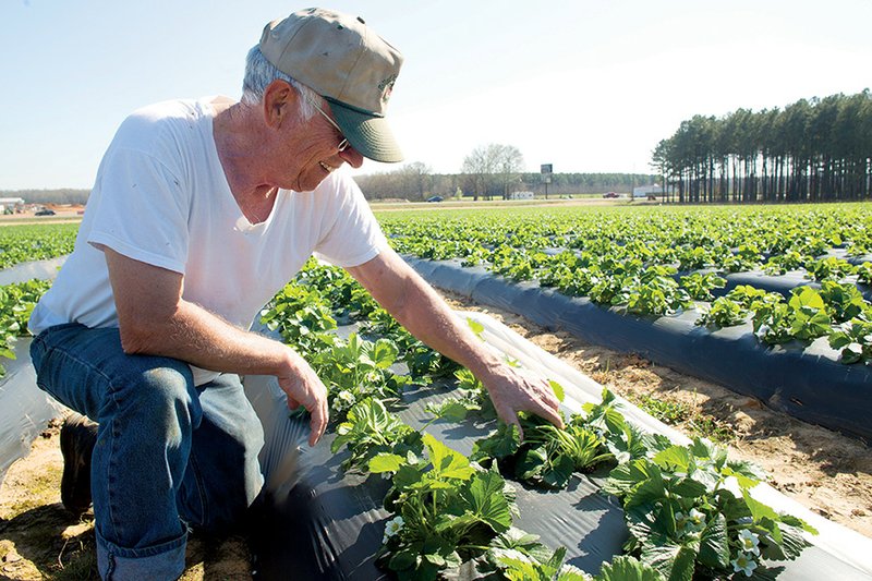 Larry Odom looks over his strawberry plants. The cold weather a few weeks ago impacted the plants, but he is hopeful that strawberries will be ready for the Cabot Strawberry Festival on April 25.
