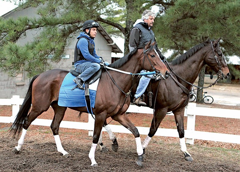 The Sentinel-Record/Richard Rasmussen LOOK OF A CHAMPION: Trainer Steve Asmussen, right, here pictured with exercise rider Angel Garcia and Untapable last month at Oaklawn Park, works the champion filly six furlongs in 1:10.80 Monday in preparation for the Grade 1 $600,000 Apple Blossom Handicap April 10. Untapable, in her 4-year-old debut, finished second to the Donnie Von Hemel-trained Gold Medal Dancer as odds-on favorite in Oaklawn’s Grade 2 Azeri March 14.