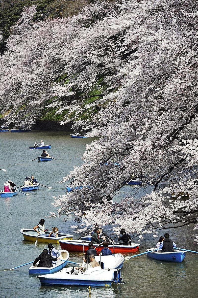 Boaters admire cherry blossoms on the Chidorigafuchi moat in Tokyo. While Japan is what most people think of when the trees are in bloom, China and South Korea claim the trees’ roots can be traced to them. 