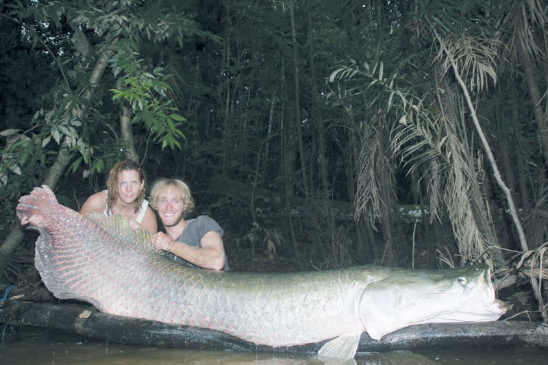 The pirarucú can reach enormous sizes. This 339-pounder from the Amazon River in Ecuador is the current International Game Fish Association all-tackle world record. The fish was caught by Czech angler Jakub Vagner.