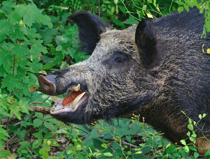 Northwest Arkansas has seen a surge in calls to extention agents regarding wild hogs.