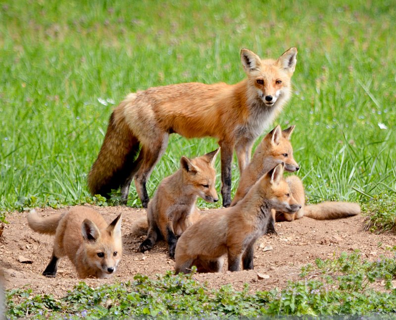 The fantastic fox family | Siloam Springs Herald-Leader