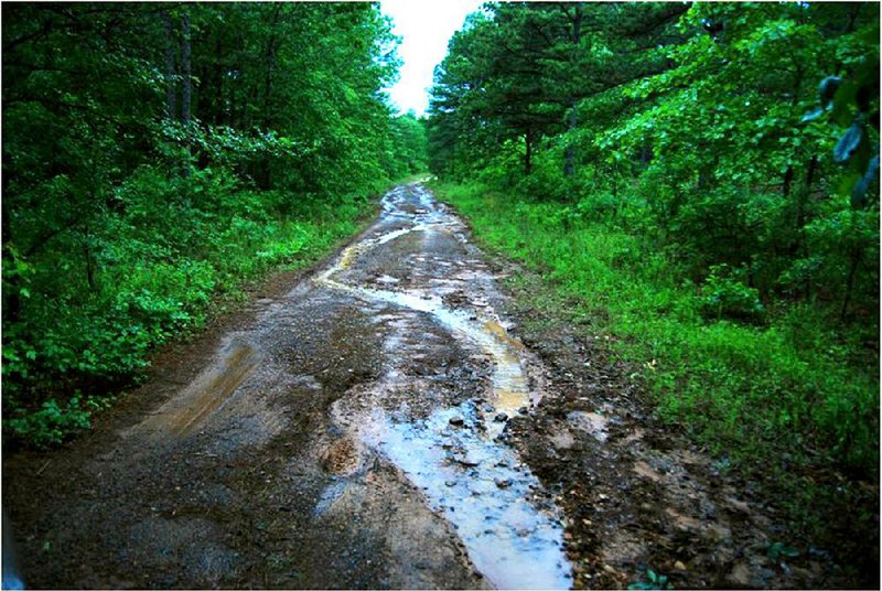 Special the the Arkansas Democrat-Gazette - 04/10/2015 - This is a section of an unpaved road in the Gulf Mountain Wildlife Management Area in Van Buren County. Poor maintenance led to runoff being trapped on the road surface, causing erosion and sending sediment into the watershed around the South Fork of the Little Red River, which is home to a rare species of darter, the Yellowcheek darter.
