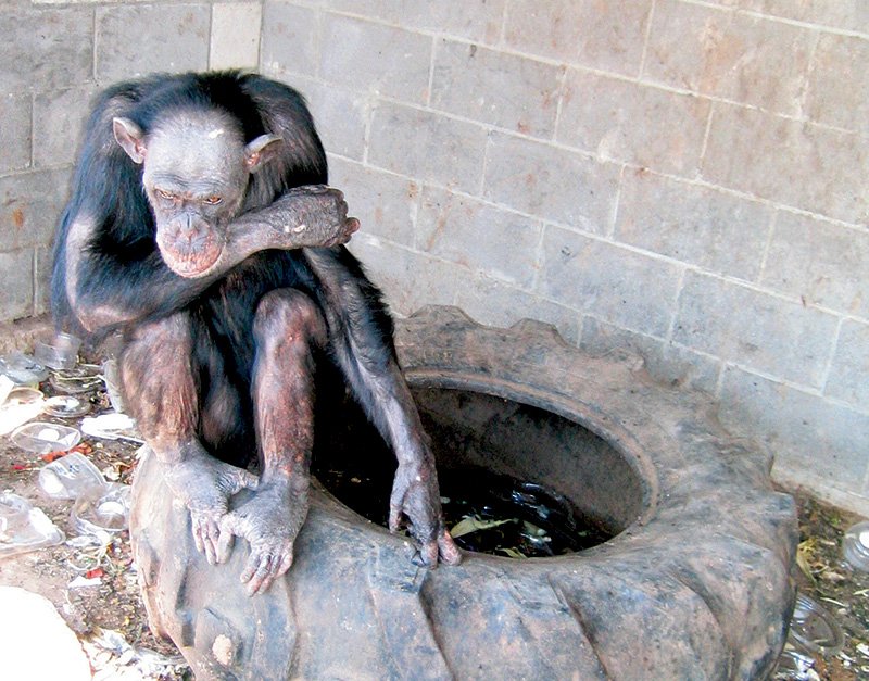 A chimpanzee sits in garbage in a private menagerie in Texas. arkansas house bill 1551 amends exemptions put in place in 2013 to the state’s law on primate possession.