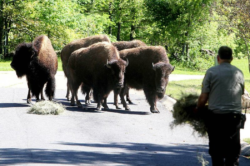 Garland County sheriff's office Cpl. Fred Hawthorn tries to feed five buffalo in the 300 block of Whispering Hills Road on Thursday, April, 16, 2015. The buffalo got loose from a farm on Shady Grove Road and have been running lose in the Lakeside road area. Law enforcement, animal services and volunteers are all involved in the roundup attempt. 